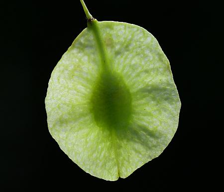 Ptelea_trifoliata_fruit.jpg