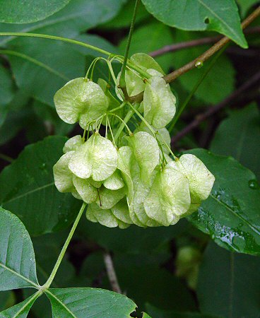 Ptelea_trifoliata_fruits.jpg