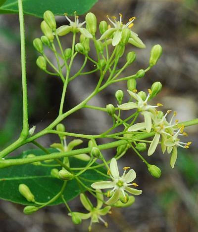 Ptelea_trifoliata_inflorescence.jpg