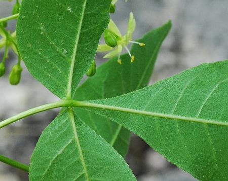 Ptelea_trifoliata_leaf2.jpg