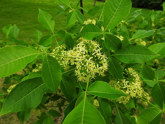 Ptelea_trifoliata_plant.jpg