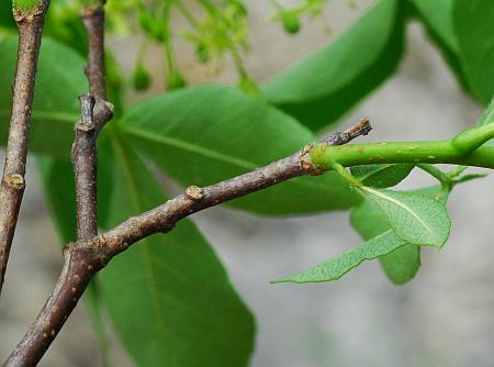 Ptelea_trifoliata_stem.jpg