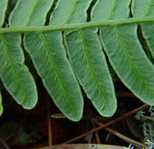 Pteridium_aquilinum_abaxial_pinna.jpg