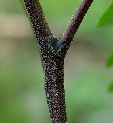 Pteridium_aquilinum_node.jpg