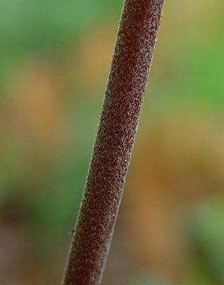 Pteridium_aquilinum_stem.jpg