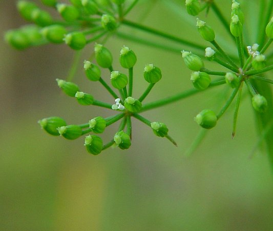 Ptilimnium_capillaceum_fruits.jpg