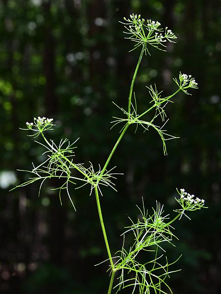 Ptilimnium_capillaceum_habit.jpg