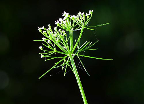 Ptilimnium_capillaceum_inflorescence1.jpg