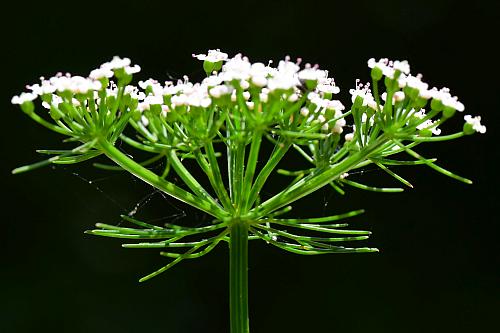 Ptilimnium_capillaceum_inflorescence2.jpg