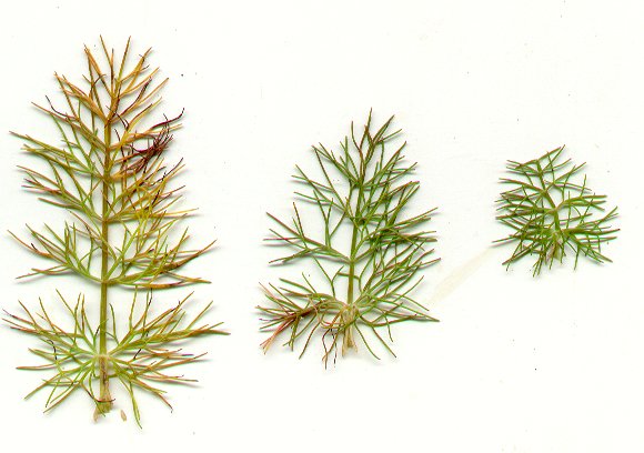 Ptilimnium_capillaceum_leaves.jpg