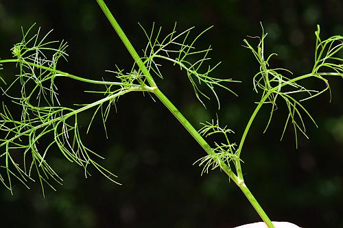 Ptilimnium_capillaceum_leaves1.jpg