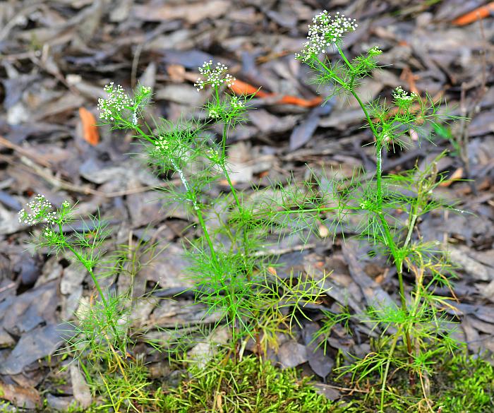 Ptilimnium_capillaceum_plant.jpg