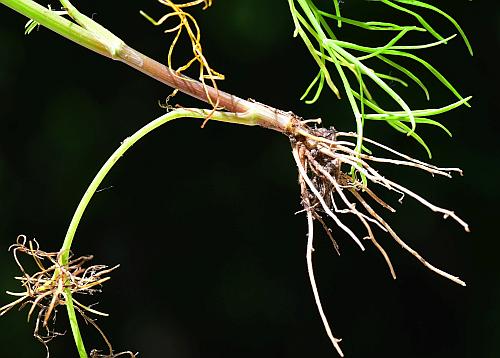 Ptilimnium_capillaceum_roots.jpg