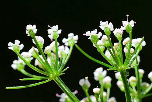 Ptilimnium_capillaceum_umbellets.jpg