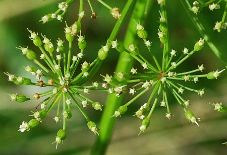 Ptilimnium_costatum_fruits.jpg