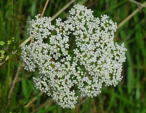 Ptilimnium_costatum_inflorescence1.jpg