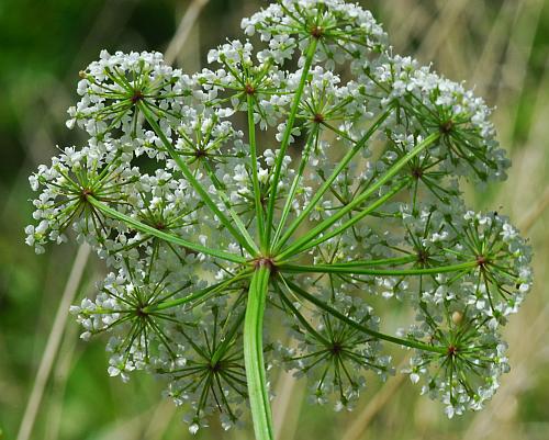 Ptilimnium_costatum_inflorescence2.jpg