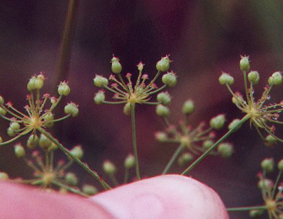Ptilimnium_nuttallii_fruits.jpg