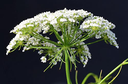 Ptilimnium_nuttallii_inflorescence1.jpg