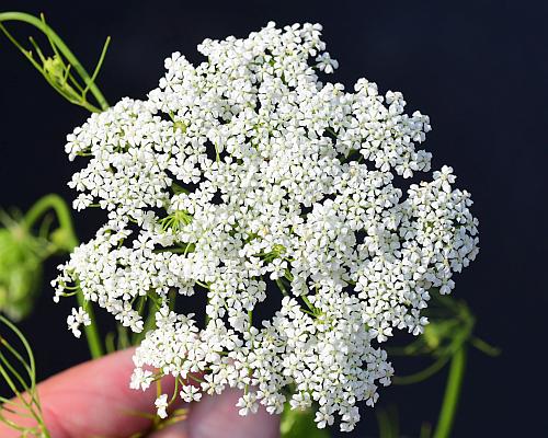 Ptilimnium_nuttallii_inflorescence2.jpg