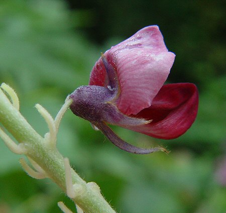 Pueraria_montana_calyx.jpg