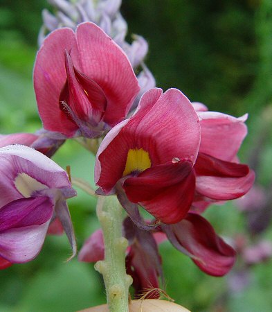 Pueraria_montana_flowers.jpg