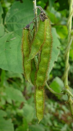 Pueraria_montana_fruits.jpg