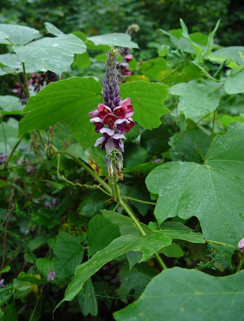 Pueraria_montana_plant.jpg