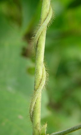 Pueraria_montana_stem.jpg