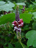 Pueraria montana thumbnail