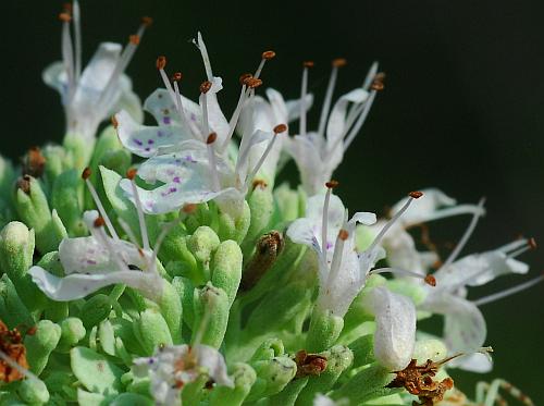 Pycnanthemum_albescens_flowers.jpg