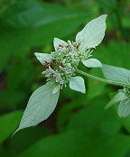 Pycnanthemum albescens thumbnail