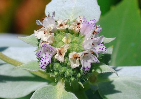 Pycnanthemum_muticum_flowers.jpg