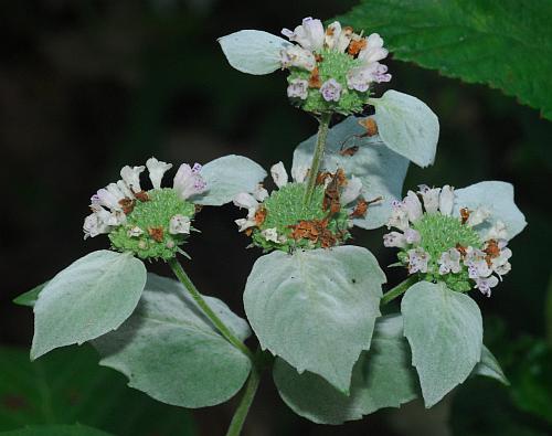 Pycnanthemum_muticum_inflorescence.jpg