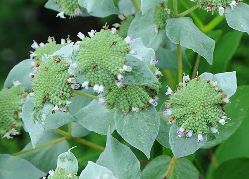 Pycnanthemum_muticum_inflorescence2.jpg