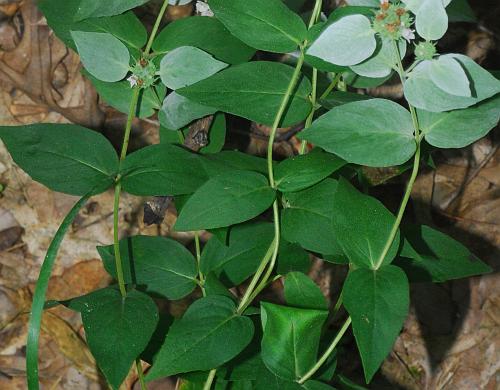 Pycnanthemum_muticum_leaves1.jpg