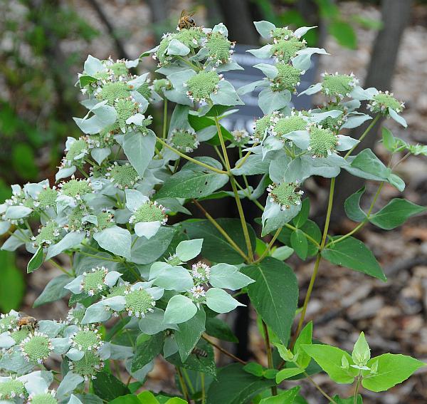 Pycnanthemum_muticum_plant.jpg