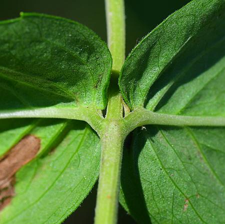 Pycnanthemum_muticum_stem.jpg