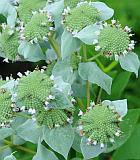 Pycnanthemum muticum thumbnail