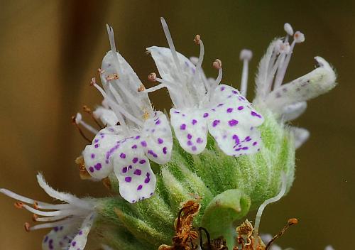 Pycnanthemum_pilosum_flowers1.jpg