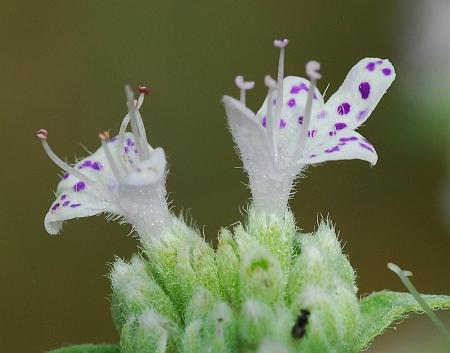 Pycnanthemum_pilosum_flowers2.jpg