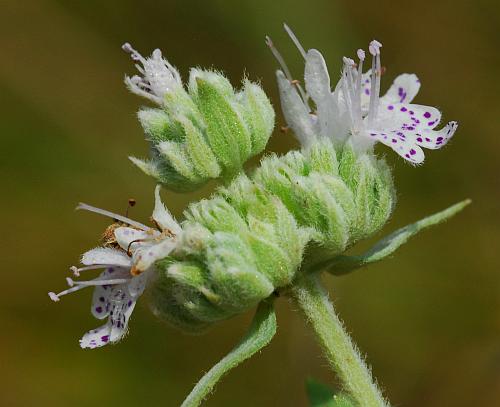 Pycnanthemum_pilosum_inflorescence1.jpg