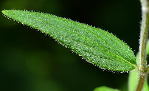 Pycnanthemum_pilosum_leaf1.jpg