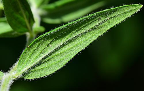 Pycnanthemum_pilosum_leaf2.jpg