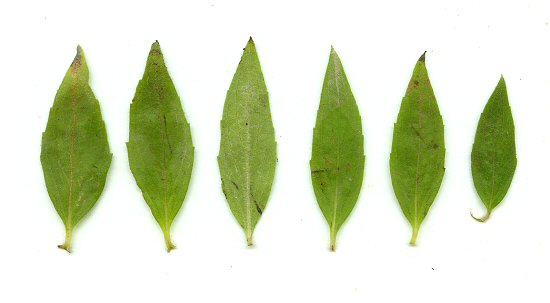 Pycnanthemum_pilosum_leaves.jpg