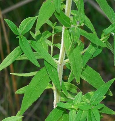 Pycnanthemum_pilosum_leaves1.jpg