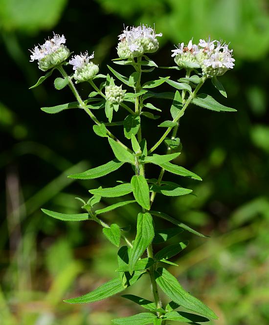 Pycnanthemum_pilosum_plant.jpg