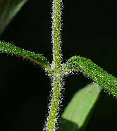 Pycnanthemum_pilosum_stem.jpg