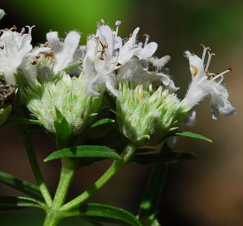 Pycnanthemum_tenuifolium_calyces.jpg