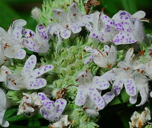 Pycnanthemum_tenuifolium_flowers.jpg